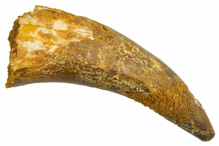 Cretaceous Fossil Crocodylomorph Tooth - Morocco #326239
